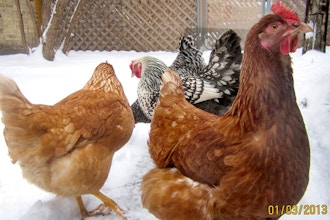 Snow Birds: Winter Care for Chickens